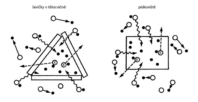 ilustrační obrázek: veverky a kuny