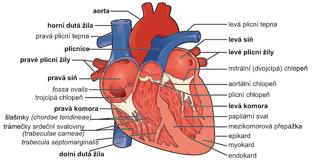 Srdce: struktura a funkce | NZIP
