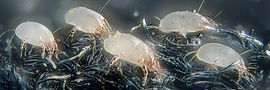 By Gilles San Martin from Namur, Belgium - House dust mites. Uploaded by Jacopo Werther, CC BY-SA 2.0, https://commons.wikimedia.org/w/index.php?curid=24610945